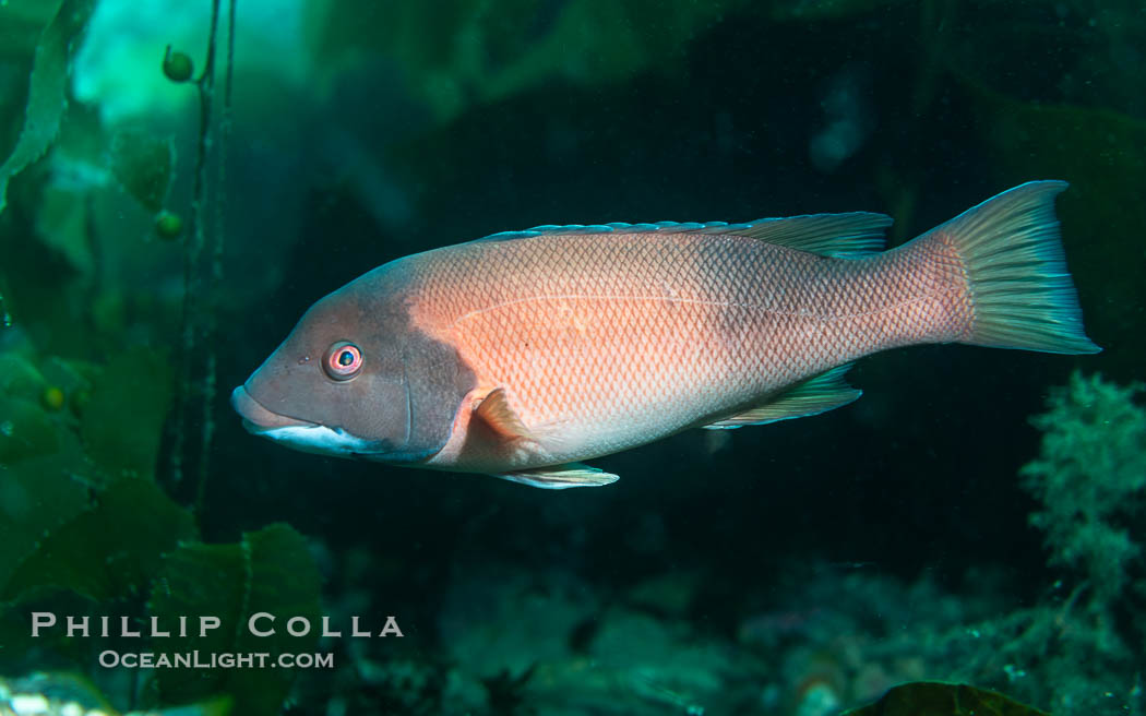 California sheephead wrasse, Semicossyphus pulcher, Catalina Island. USA, Semicossyphus pulcher, natural history stock photograph, photo id 40530