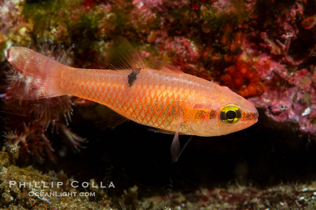 Unidentified Cardinalfish, possibly juvenile Barspot Cardinalfish, Apogon retrosell, Sea of Cortez. Islas San Lorenzo, Baja California, Mexico, Apogon retrosell, natural history stock photograph, photo id 40446