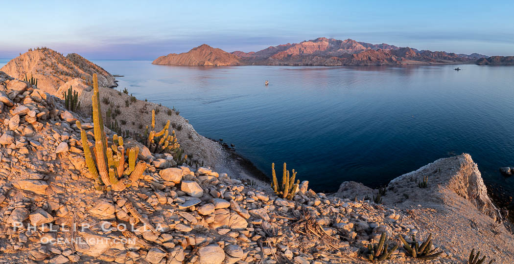 Cardon Cactus grow on Isla Angel de la Guarda at Sunset, Aerial Photo, Sea of Cortez, Mexico.  Guardian Angel island is part of the Midriff Islands in Mexico's Sea of Cortez. Baja California, Pachycereus pringlei, natural history stock photograph, photo id 40338