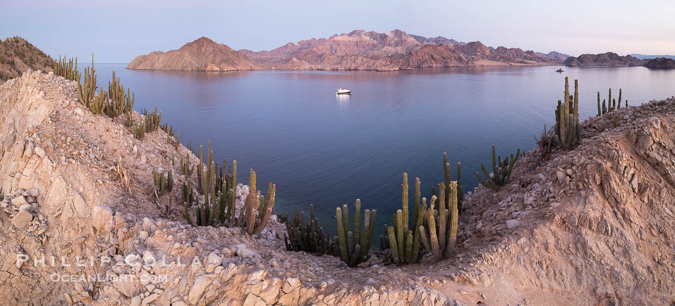 Cardon Cactus grow on Isla Angel de la Guarda at Sunset, Aerial Photo, Sea of Cortez, Mexico.  Guardian Angel island is part of the Midriff Islands in Mexico's Sea of Cortez. Baja California, Pachycereus pringlei, natural history stock photograph, photo id 40340