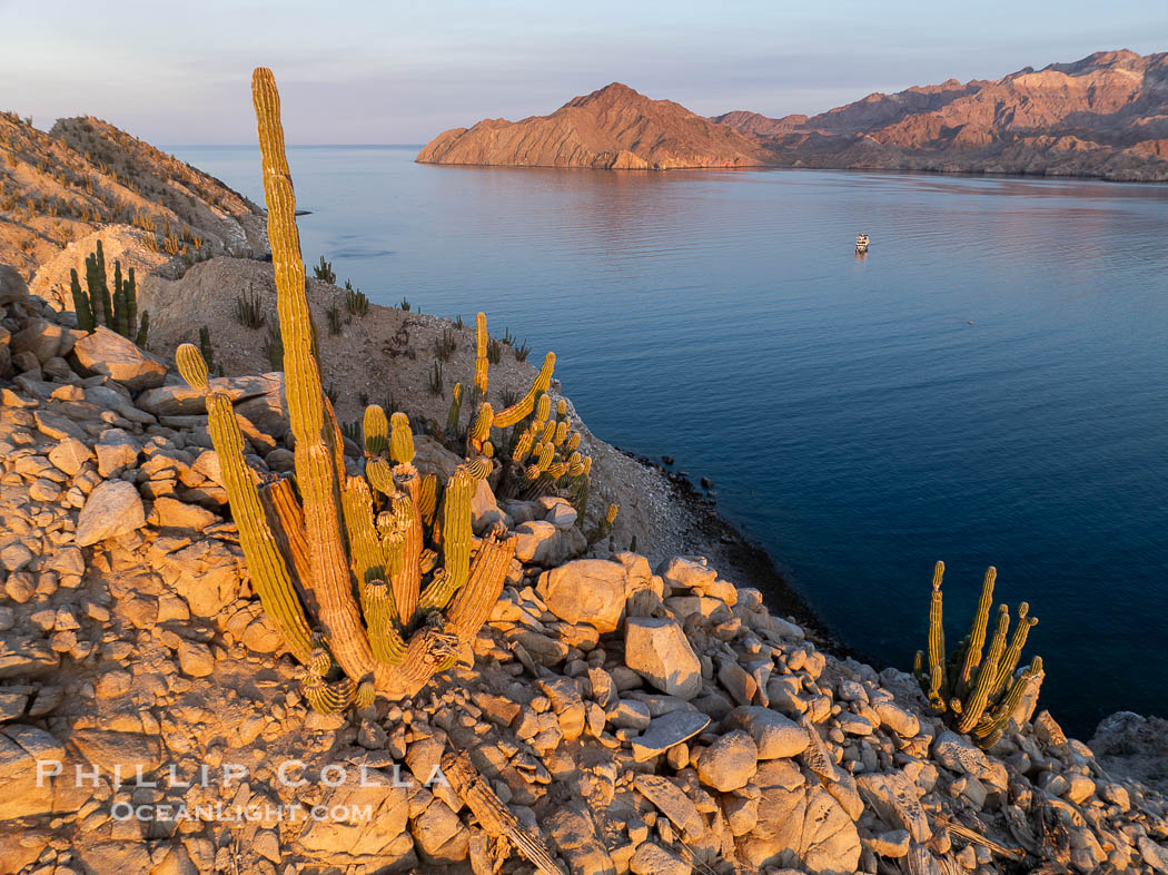 Cardon Cactus grow on Isla Angel de la Guarda at Sunset, Aerial Photo, Sea of Cortez, Mexico.  Guardian Angel island is part of the Midriff Islands in Mexico's Sea of Cortez, Pachycereus pringlei