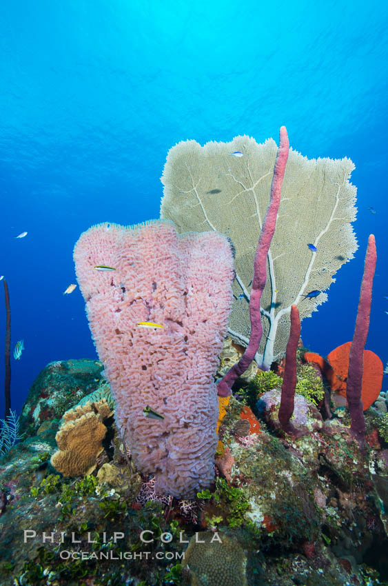 Cayman Islands Caribbean reef scene, Grand Cayman Island, #32243