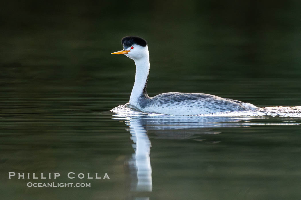 Clark's Grebe on Lake Wohlford, Aechmophorus clarkii, Escondido, California