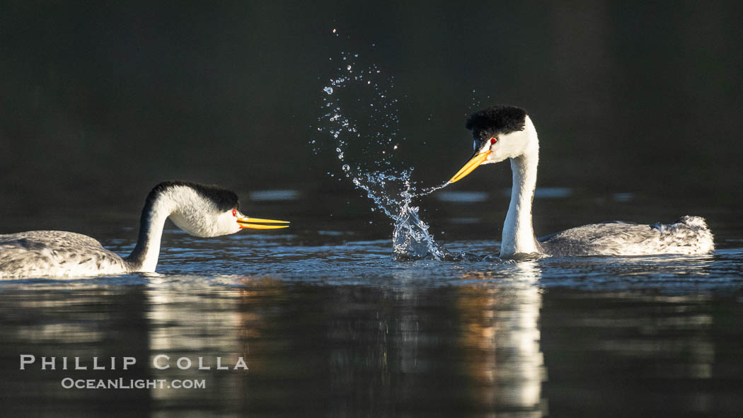 Clark's Grebes Dip Sharking, a courtship behavior in which the grebes face each other and alternate dipping their beaks in the water and shaking their head, tossing water into the air. Coupled with ratchet-pointing, several rounds of dip-shaking are often an immediate precursor to rushing, Aechmophorus clarkii, Lake Wohlford, Escondido, California