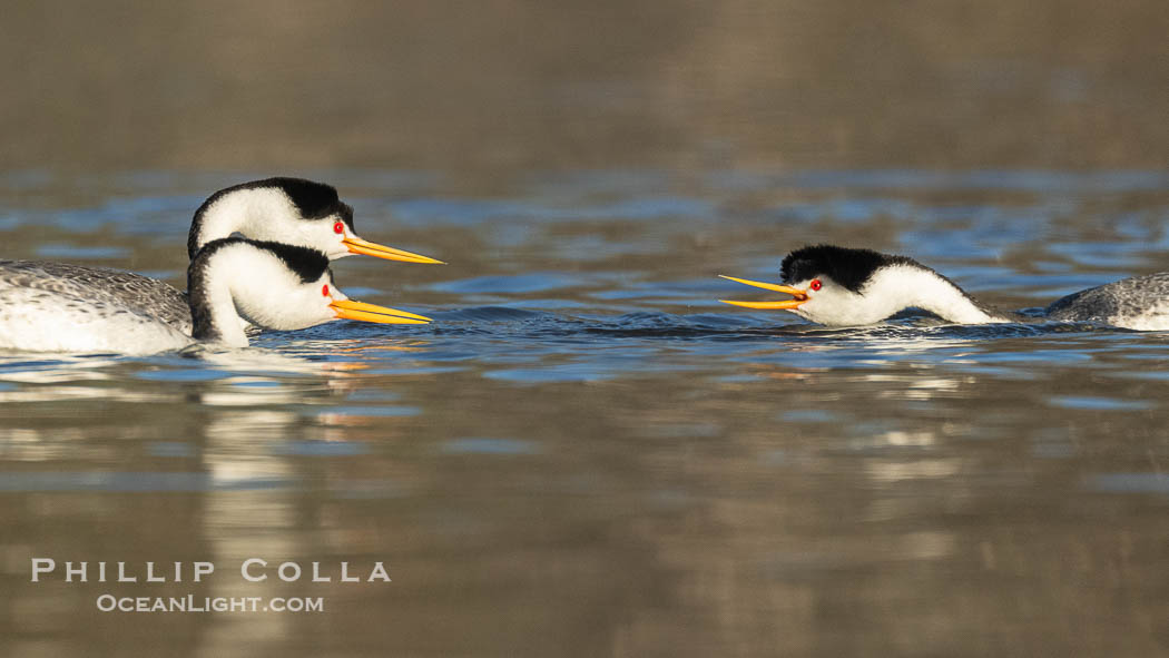 Clark's Grebes Ratchet Pointing, a courtship behavior in which the grebes assume a low facing position in the water, point beaks at one another and emit a ratchet-like sound. Coupled with dip-shaking, several rounds of ratchet pointing is often an immediate precursor to rushing, Aechmophorus clarkii, Lake Wohlford, Escondido, California