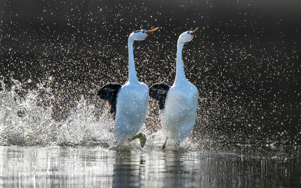 Clark's Grebes rushing side by side, a spectacular courtship behavior in which the aquatic birds literally run on the surface of the water while slapping their feet up to 20 times per second, Aechmophorus clarkii, Lake Wohlford, Escondido, California