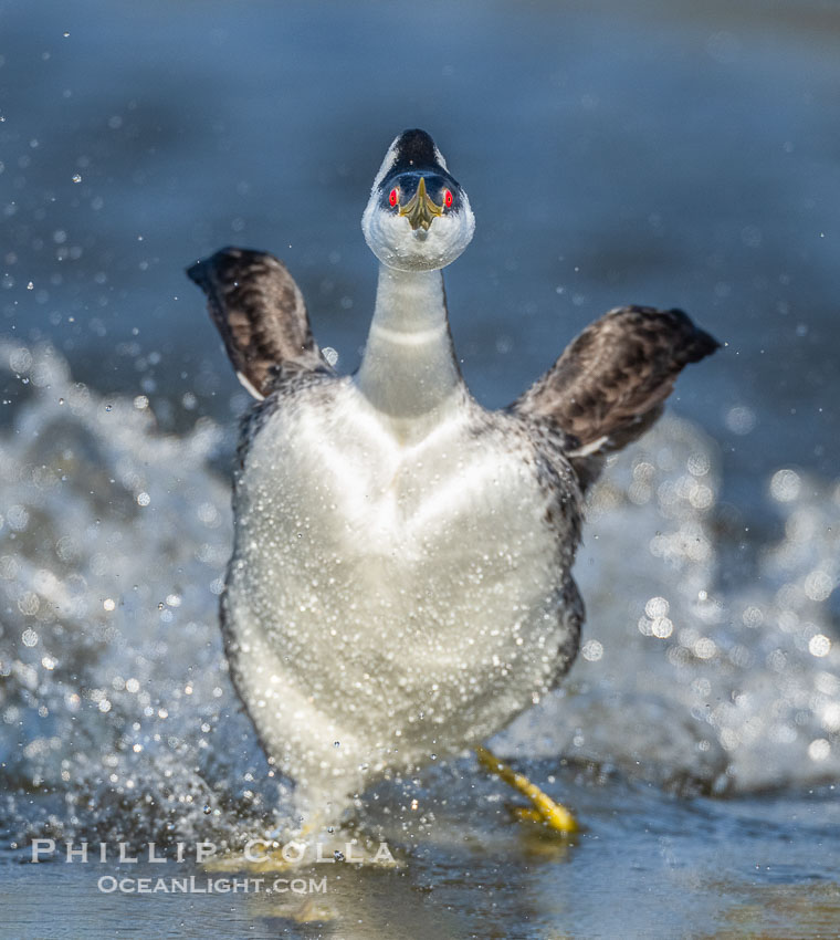 Extreme closeup view of a Western Grebe as it rushes, running across the water as part of an elaborate courtship behavior, Aechmophorus occidentalis, Lake Wohlford, Escondido, California