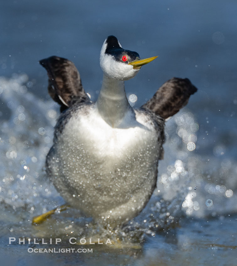 Extreme closeup view of a Western Grebe as it rushes, running across the water as part of an elaborate courtship behavior, Aechmophorus occidentalis, Lake Wohlford, Escondido, California