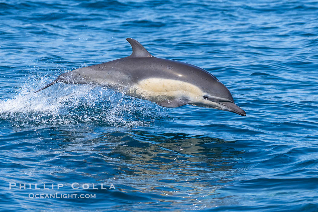 Common Dolphin Leaping, Breaching the Ocean Surface. San Diego, California, USA, Delphinus delphis, natural history stock photograph, photo id 40604