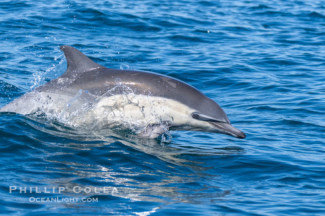 Common Dolphin Leaping, Breaching the Ocean Surface. San Diego, California, USA, Delphinus delphis, natural history stock photograph, photo id 40605