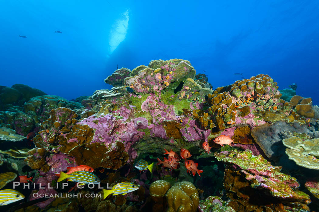 Coral Reef, Clipperton Island. France, natural history stock photograph, photo id 33001