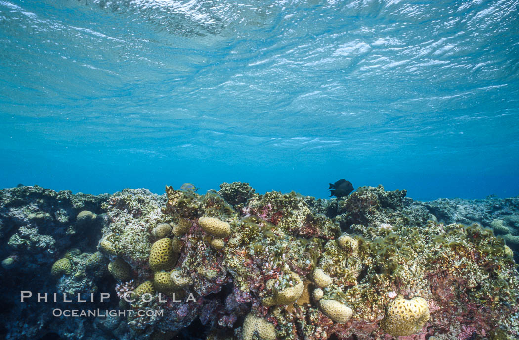 Coral Reef Scene Underwater at Rose Atoll, Rose Atoll National Wildlife ...