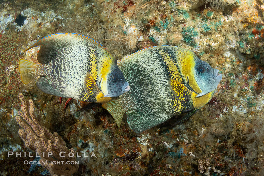 Cortez Angelfish, Pomacanthus zonipectus, Isla Angel de la Guarda, Sea of Cortez, Mexico. Baja California, Pomacanthus zonipectus, natural history stock photograph, photo id 40352