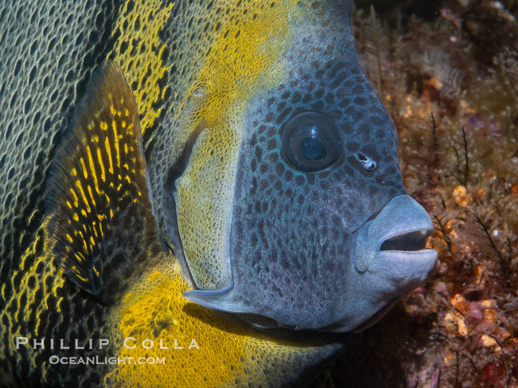 Cortez Angelfish, Pomacanthus zonipectus, Isla Angel de la Guarda, Sea of Cortez, Mexico, Pomacanthus zonipectus