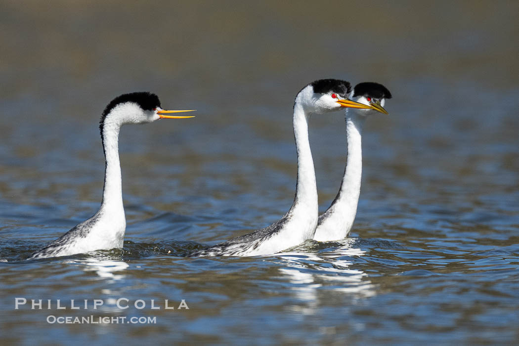 Courting Clark's Grebes on Lake Wohlford, Aechmophorus clarkii, Escondido, California