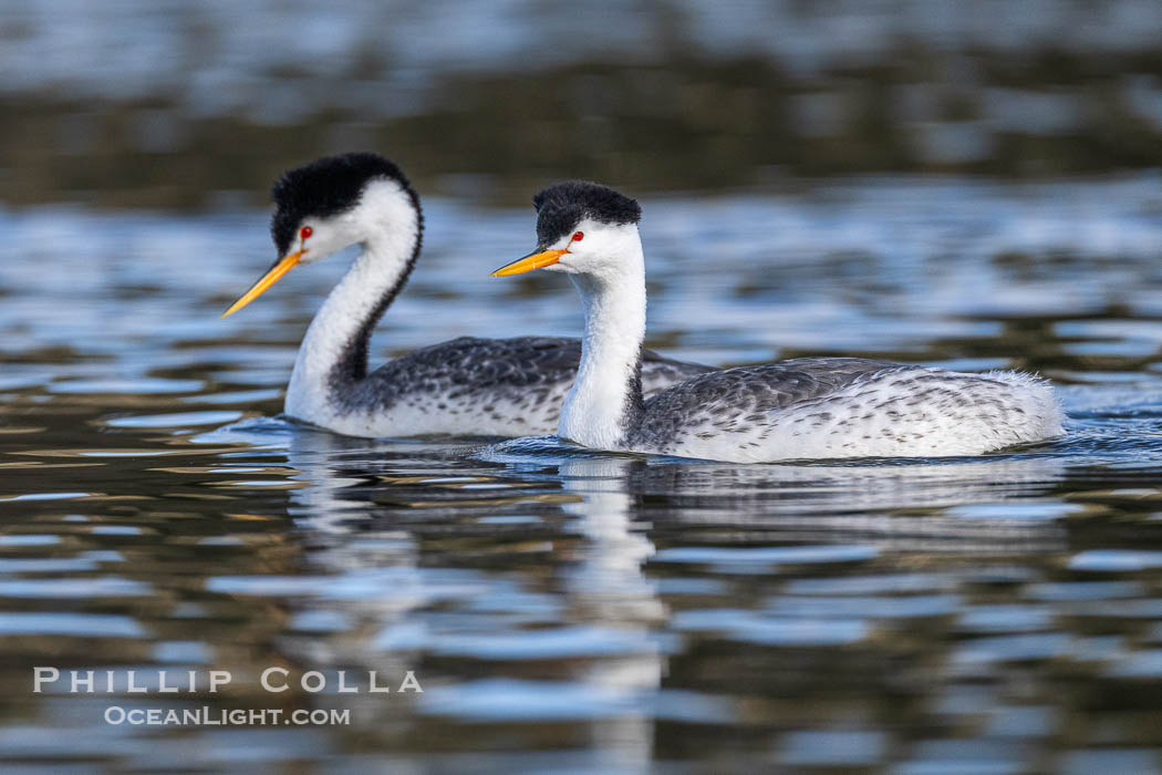 Courting Clark's Grebes on Lake Wohlford, Aechmophorus clarkii, Escondido, California