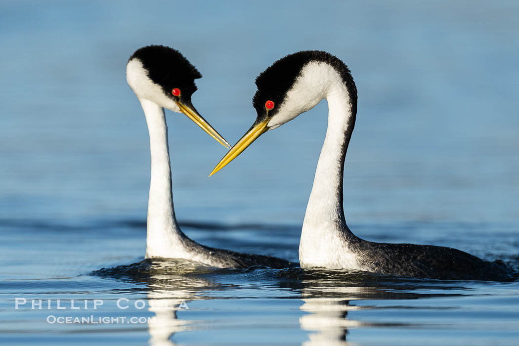 Courting Western Grebes, Aechmophorus occidentalis, Lake Wohlford, Escondido, California