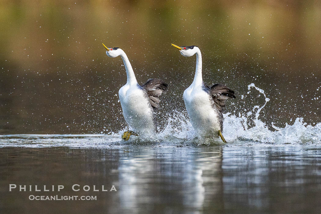 Western Grebe Rushing, Running Across Water, Aechmophorus occidentalis, Lake Wohlford, Escondido, California