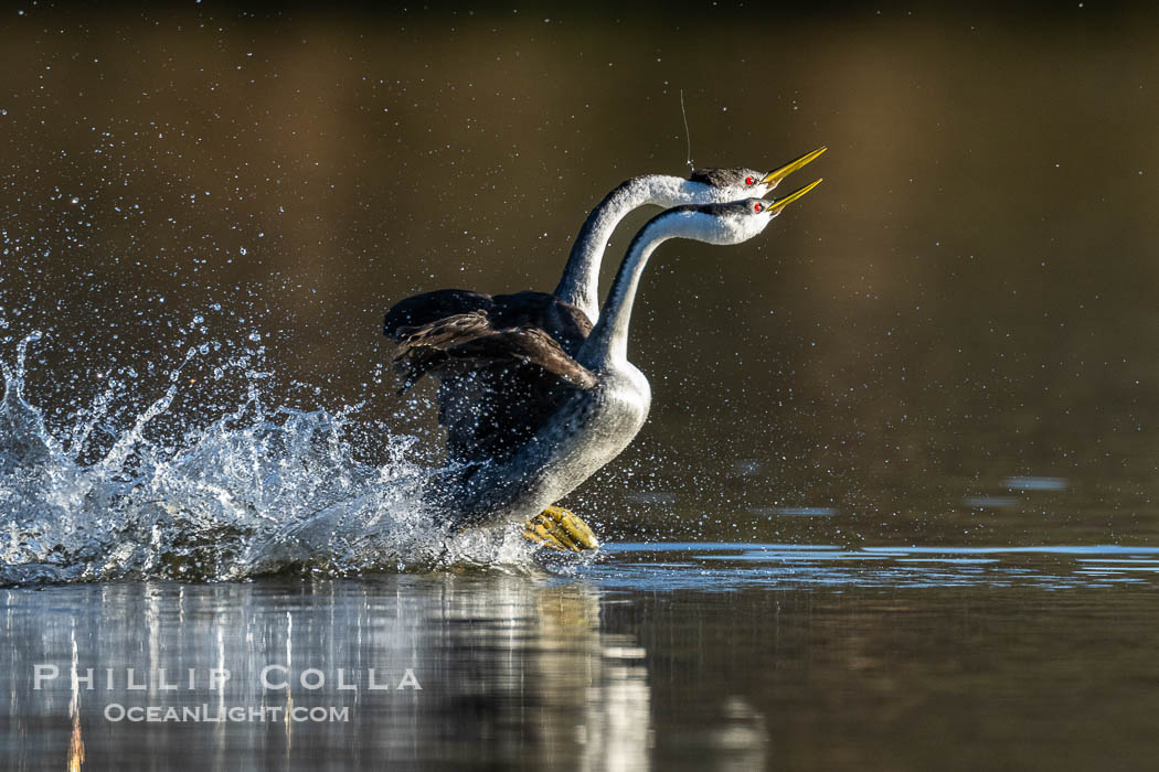 Western Grebes rushing across Lake Wohlford, exhibiting a spectacular courtship behavior in which the aquatic birds literally run across the surface of the water while their feet hit the water up to 20 times per second, Aechmophorus occidentalis, Escondido, California