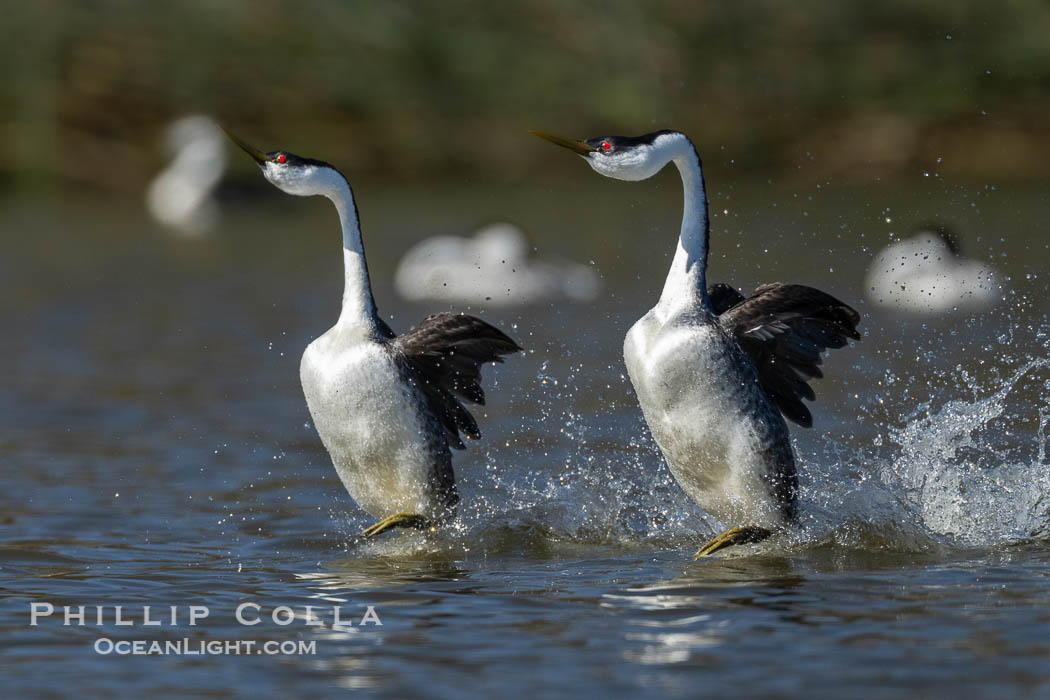 Western Grebes rushing across Lake Wohlford, exhibiting a spectacular courtship behavior in which the aquatic birds literally run across the surface of the water while their feet hit the water up to 20 times per second, Aechmophorus occidentalis, Escondido, California