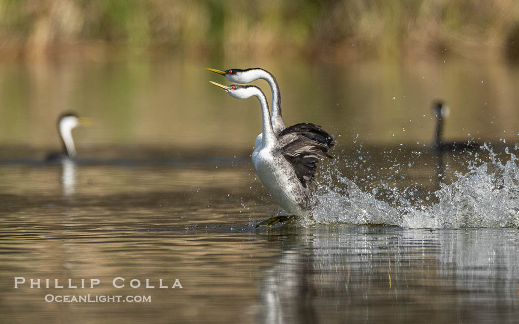 Western Grebes rushing across Lake Wohlford, exhibiting a spectacular courtship behavior in which the aquatic birds literally run across the surface of the water while their feet hit the water up to 20 times per second, Aechmophorus occidentalis, Escondido, California