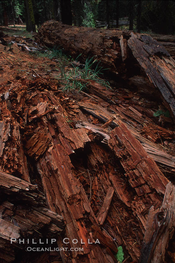 Decomposing redwood. Yosemite National Park, California, USA, natural history stock photograph, photo id 05461