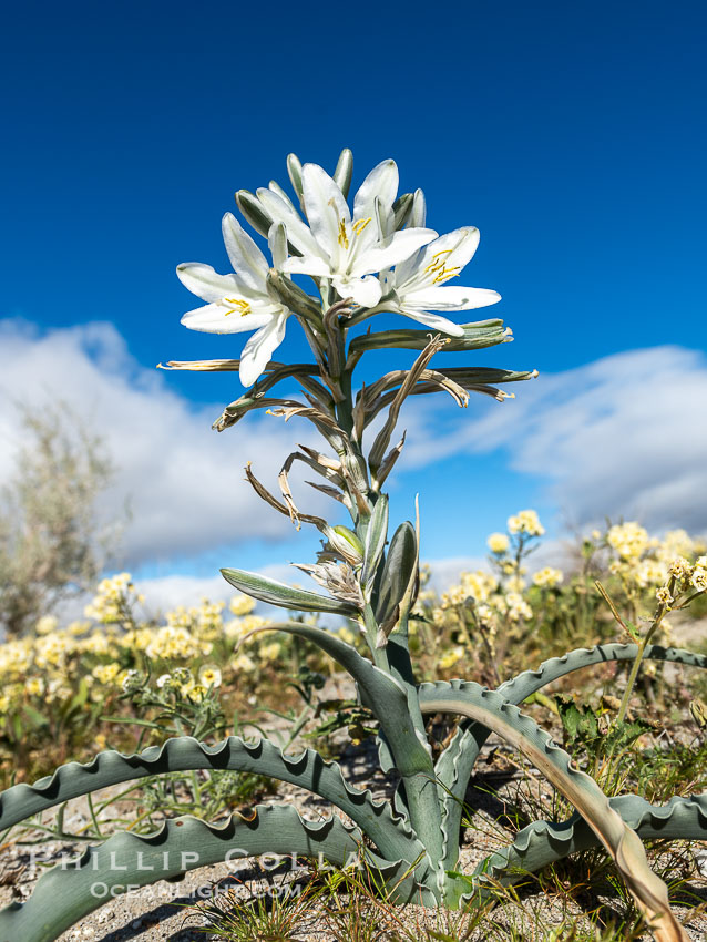 Desert Lily Blooming in Anza Borrego Desert State Park. While the Desert Lily is typically an uncommon or rare flower, in Spring 2024 it was present in enormous numbers. 2024 was the Year of the Desert Lily. Anza-Borrego Desert State Park, Borrego Springs, California, USA, Hesperocallis undulata, natural history stock photograph, photo id 40302