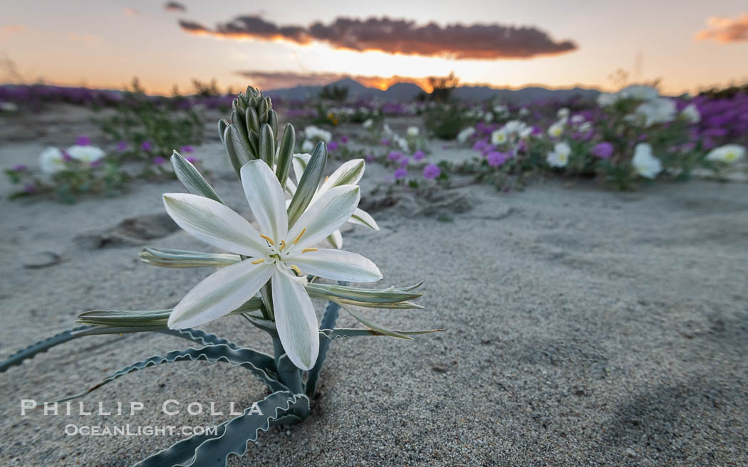 Desert Lily Blooming in Anza Borrego Desert State Park. While the Desert Lily is typically an uncommon or rare flower, in Spring 2024 it was present in enormous numbers. 2024 was the Year of the Desert Lily, Hesperocallis undulata, Anza-Borrego Desert State Park, Borrego Springs, California