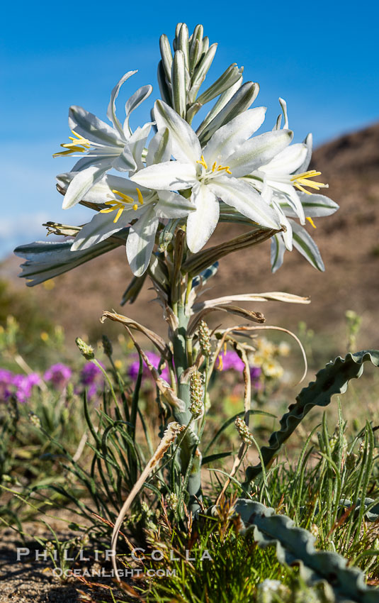 Desert Lily Blooming in Anza Borrego Desert State Park. While the Desert Lily is typically an uncommon or rare flower, in Spring 2024 it was present in enormous numbers. 2024 was the Year of the Desert Lily, Hesperocallis undulata, Anza-Borrego Desert State Park, Borrego Springs, California