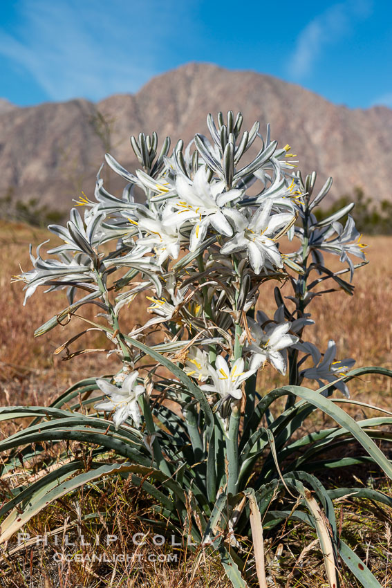 Desert Lily Blooming in Anza Borrego Desert State Park. While the Desert Lily is typically an uncommon or rare flower, in Spring 2024 it was present in enormous numbers. 2024 was the Year of the Desert Lily, Hesperocallis undulata, Anza-Borrego Desert State Park, Borrego Springs, California