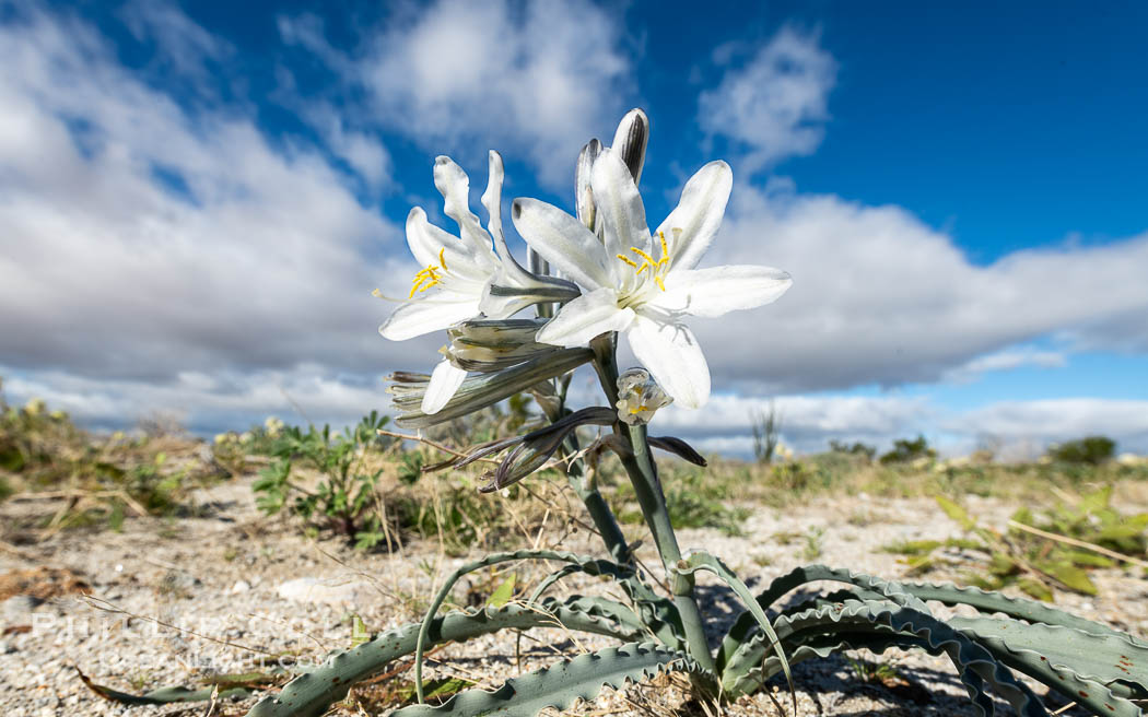 Desert Lily Blooming in Anza Borrego Desert State Park. While the Desert Lily is typically an uncommon or rare flower, in Spring 2024 it was present in enormous numbers. 2024 was the Year of the Desert Lily. Anza-Borrego Desert State Park, Borrego Springs, California, USA, Hesperocallis undulata, natural history stock photograph, photo id 40305