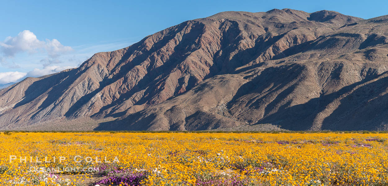 Desert Sunflower Blooming at Anza Borrego Desert State Park, Spring 2024, Geraea canescens, Anza-Borrego Desert State Park, Borrego Springs, California