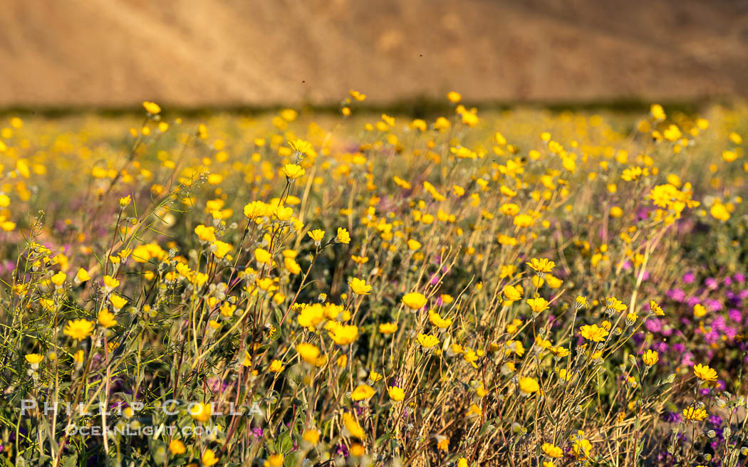 Desert Sunflower Blooming Anza Borrego Desert State Park. Anza-Borrego Desert State Park, Borrego Springs, California, USA, Geraea canescens, natural history stock photograph, photo id 40308