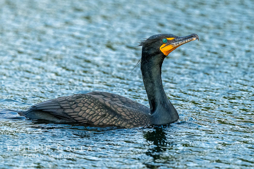 Double-Crested Cormorant, Phalacrocorax auritus, Florida, Phalacrocorax auritus, Harley Davidson Rookery, Brandon