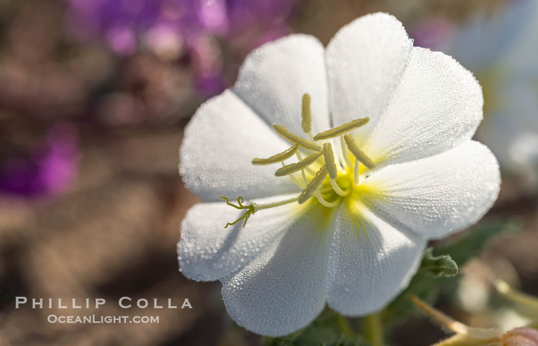 Dune Evening Primrose with Dew Drops, Anza Borrego Desert State Park, Oenothera deltoides, Anza-Borrego Desert State Park, Borrego Springs, California