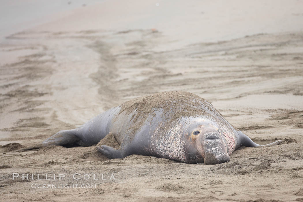 Elephant seal, Mirounga angustirostris, Piedras Blancas, San Simeon ...