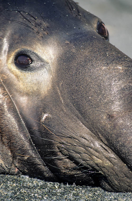 Northern elephant seal. Piedras Blancas, San Simeon, California, USA, Mirounga angustirostris, natural history stock photograph, photo id 10046