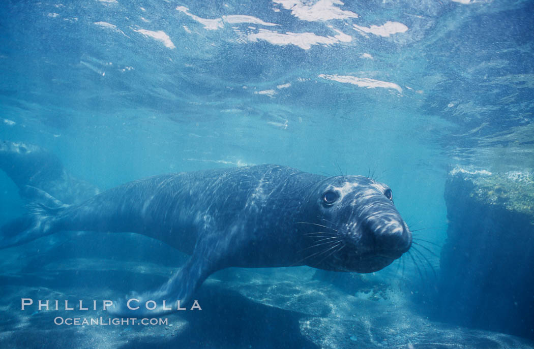 Northern elephant seal. Guadalupe Island (Isla Guadalupe), Baja California, Mexico, Mirounga angustirostris, natural history stock photograph, photo id 03516