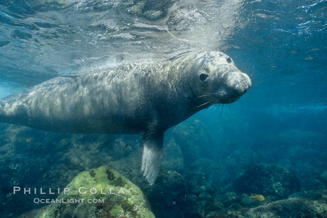 Northern elephant seal. Guadalupe Island (Isla Guadalupe), Baja California, Mexico, Mirounga angustirostris, natural history stock photograph, photo id 03507