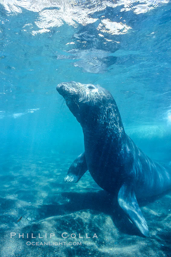 Northern elephant seal. Guadalupe Island (Isla Guadalupe), Baja California, Mexico, Mirounga angustirostris, natural history stock photograph, photo id 03525