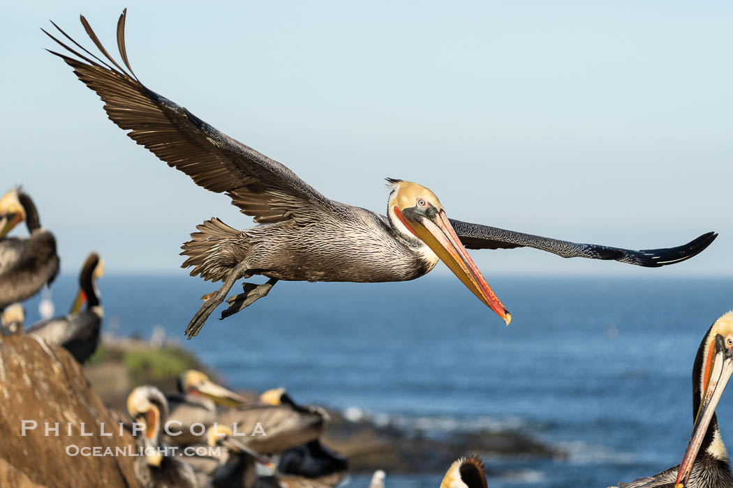 Endangered Brown Pelican flying over crowded ocean cliff looking for a place to land. La Jolla, California, USA, Pelecanus occidentalis californicus, Pelecanus occidentalis, natural history stock photograph, photo id 40117