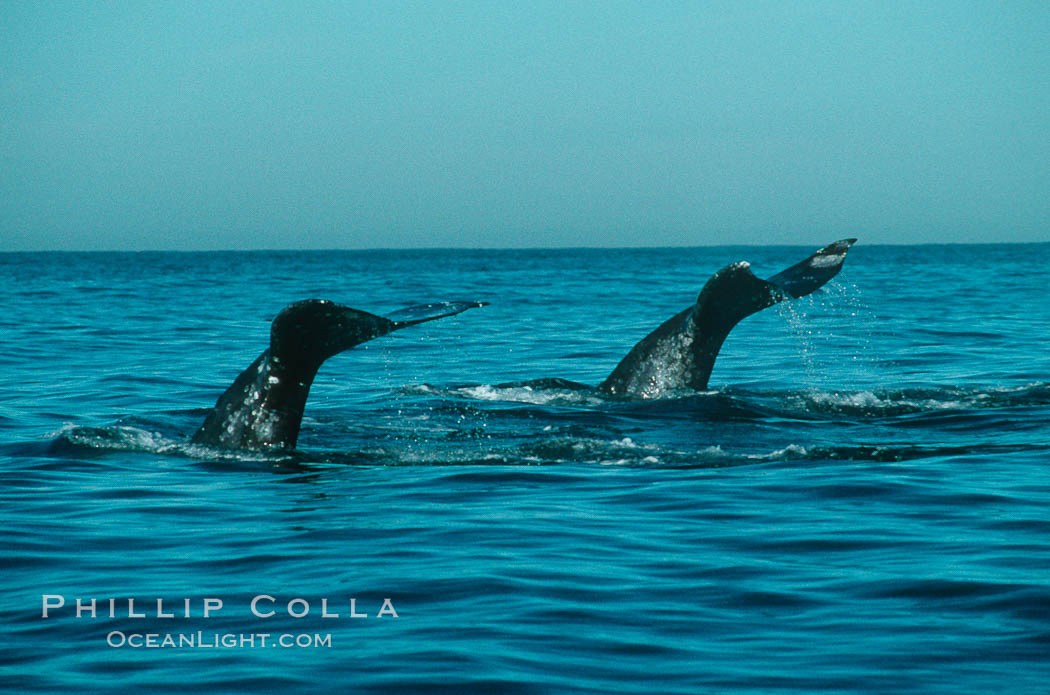 Gray whale. Monterey, California, USA, Eschrichtius robustus, natural history stock photograph, photo id 01189