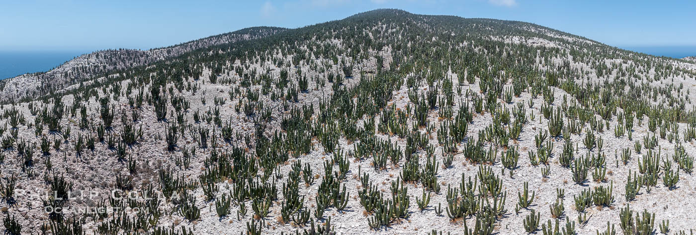 Extensive Forest of Cardon Cactus on the Summit Ridge of San Pedro Martir Island, Sea of Cortez, Mexico. The island and its marine life are, since 2002, part of the San Pedro Martir Biosphere Reserve, and is regarded as a natural laboratory of adaptive evolution, similar to that of the Galapagos Islands. It is home to 292 species of fauna and flora (both land-based and aquatic), with 42 species protected by Mexican law, and 30 listed on the Red List of Threatened Species. San Pedro Martir is also unique in the area for its year-round quantity of birds. The island is the only island in the area with a perpetually swirling cloud of sea birds. This is because the water around the island, has some of the most successful marine productivity in the world. Isla San Pedro Martir, Sonora, natural history stock photograph, photo id 40386