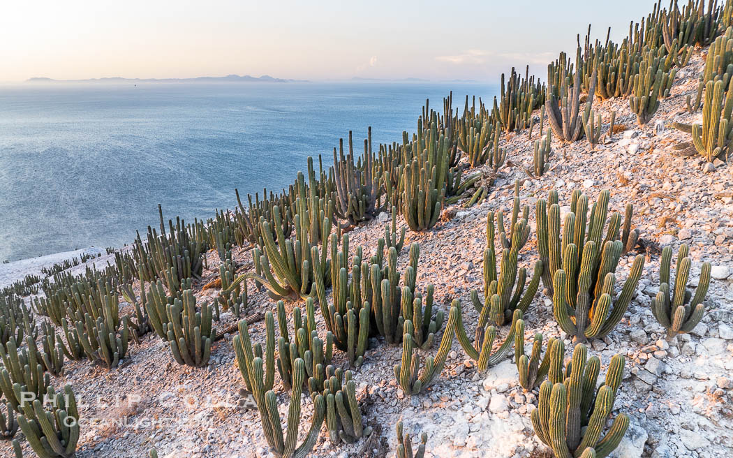 Extensive Forest of Cardon Cactus on the Summit Ridge of San Pedro Martir Island, Sea of Cortez, Mexico. The island and its marine life are, since 2002, part of the San Pedro Martir Biosphere Reserve, and is regarded as a natural laboratory of adaptive evolution, similar to that of the Galapagos Islands. It is home to 292 species of fauna and flora (both land-based and aquatic), with 42 species protected by Mexican law, and 30 listed on the Red List of Threatened Species. San Pedro Martir is also unique in the area for its year-round quantity of birds. The island is the only island in the area with a perpetually swirling cloud of sea birds. This is because the water around the island, has some of the most successful marine productivity in the world. Isla San Pedro Martir, Sonora, natural history stock photograph, photo id 40406