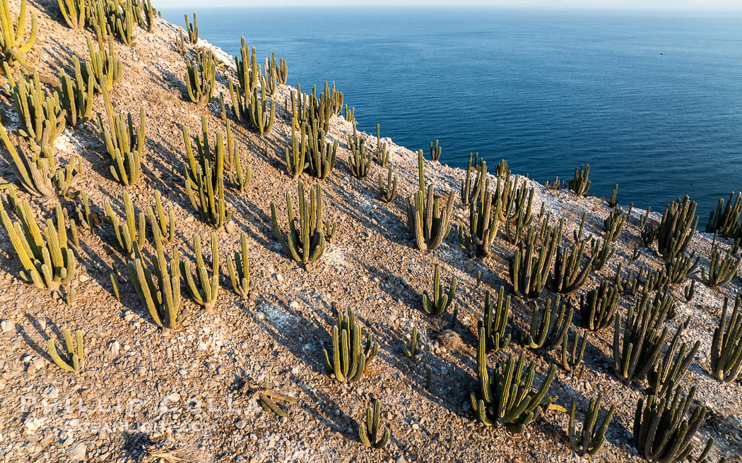 Extensive Forest of Cardon Cactus on the Summit Ridge of San Pedro Martir Island, Sea of Cortez, Mexico. The island and its marine life are, since 2002, part of the San Pedro Martir Biosphere Reserve, and is regarded as a natural laboratory of adaptive evolution, similar to that of the Galapagos Islands. It is home to 292 species of fauna and flora (both land-based and aquatic), with 42 species protected by Mexican law, and 30 listed on the Red List of Threatened Species. San Pedro Martir is also unique in the area for its year-round quantity of birds. The island is the only island in the area with a perpetually swirling cloud of sea birds. This is because the water around the island, has some of the most successful marine productivity in the world. Isla San Pedro Martir, Sonora, natural history stock photograph, photo id 40399