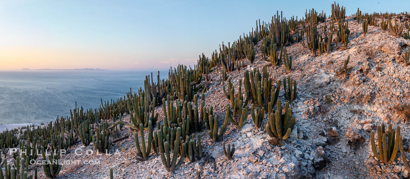 Extensive Forest of Cardon Cactus on the Summit Ridge of San Pedro Martir Island, Sea of Cortez, Mexico. The island and its marine life are, since 2002, part of the San Pedro Martir Biosphere Reserve, and is regarded as a natural laboratory of adaptive evolution, similar to that of the Galapagos Islands. It is home to 292 species of fauna and flora (both land-based and aquatic), with 42 species protected by Mexican law, and 30 listed on the Red List of Threatened Species. San Pedro Martir is also unique in the area for its year-round quantity of birds. The island is the only island in the area with a perpetually swirling cloud of sea birds. This is because the water around the island, has some of the most successful marine productivity in the world. Isla San Pedro Martir, Sonora, natural history stock photograph, photo id 40405