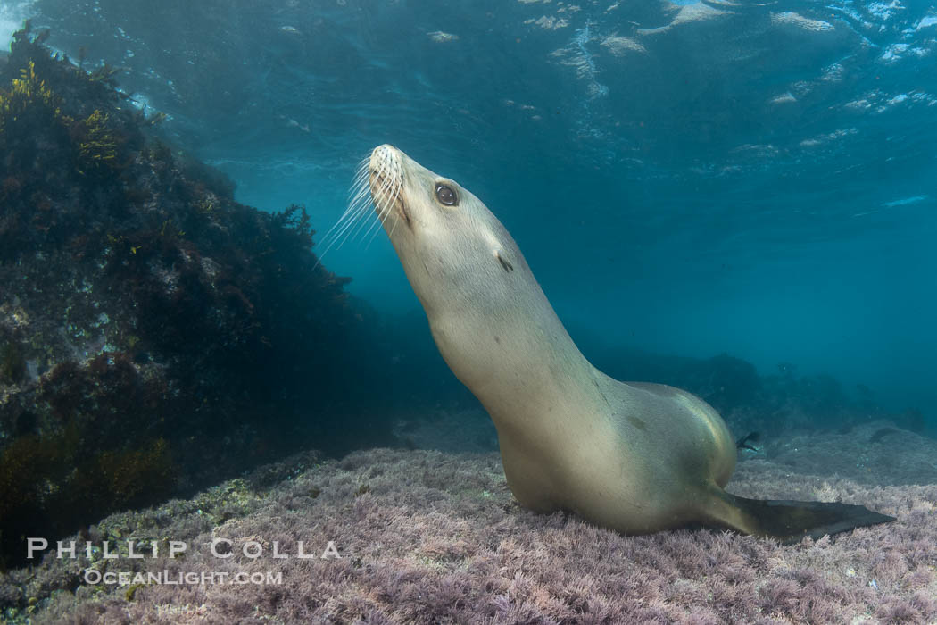 A beautiful golden-brown female California Sea Lion at the Coronado Islands, posing on a carpet of purple marine algae, Baja California, Mexico, Zalophus californianus, Coronado Islands (Islas Coronado)