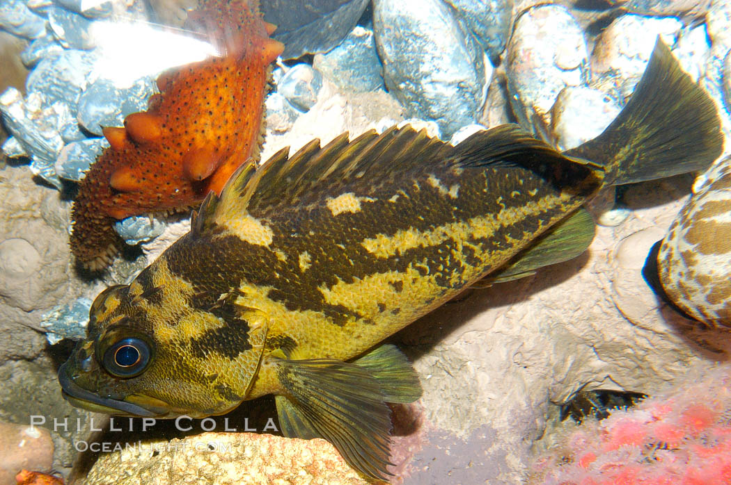 Unidentified fish., natural history stock photograph, photo id 09850