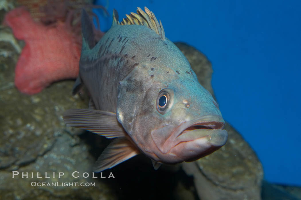 Unidentified fish., natural history stock photograph, photo id 11890