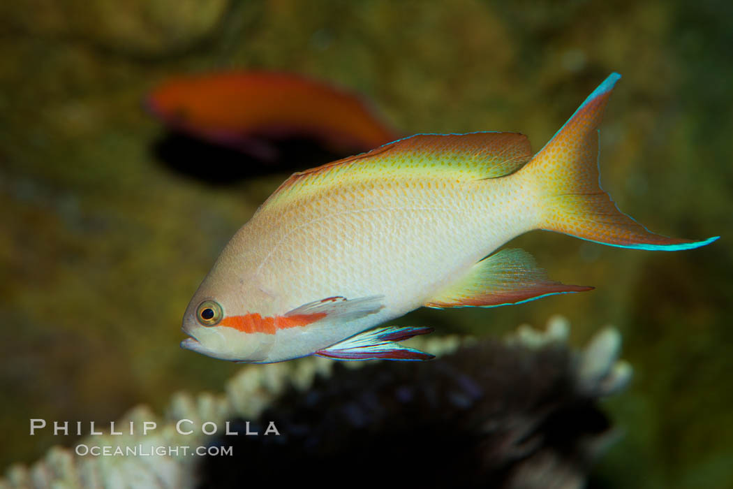 Unidentified fish., natural history stock photograph, photo id 27220